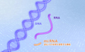 miRNA解析を可能にする3D-Gene®（ダイジェスト）